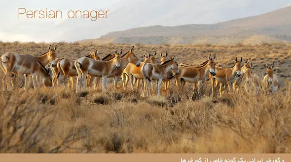 گورخر ایرانی یک گونه خاص  و در خطر انقراض +تصاویر 