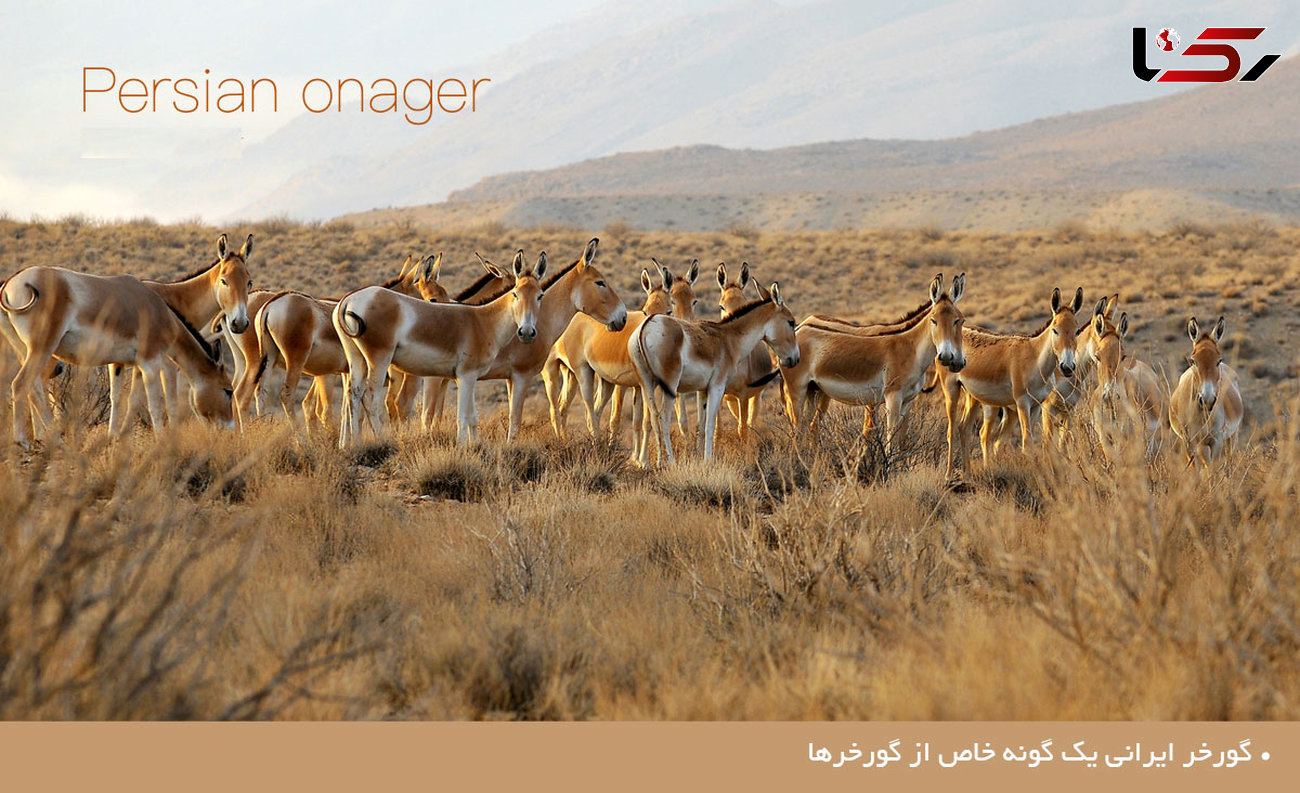 گورخر ایرانی یک گونه خاص  و در خطر انقراض +تصاویر 