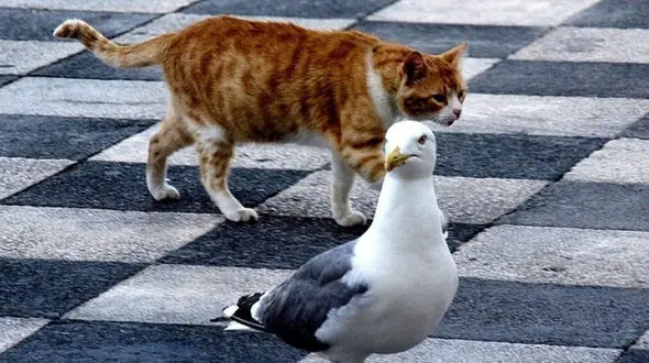 این مرغ دریایی سارق بود! + فیلم