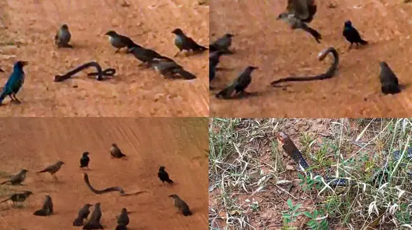 فیلم باورنکردنی از پرندگان خشمگین / مار کبری کور شد