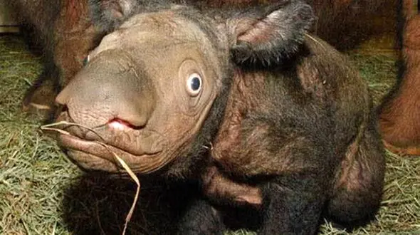 پشمالوترین حیوانی که عاشق حمام گل است+عکس