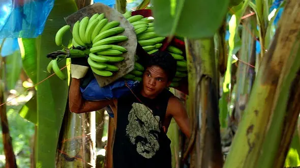 مراحل جالب چیدن موز از درخت + فیلم 