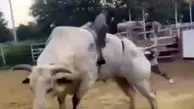 فیلم ضربات مرگبار گاو به سوارکار