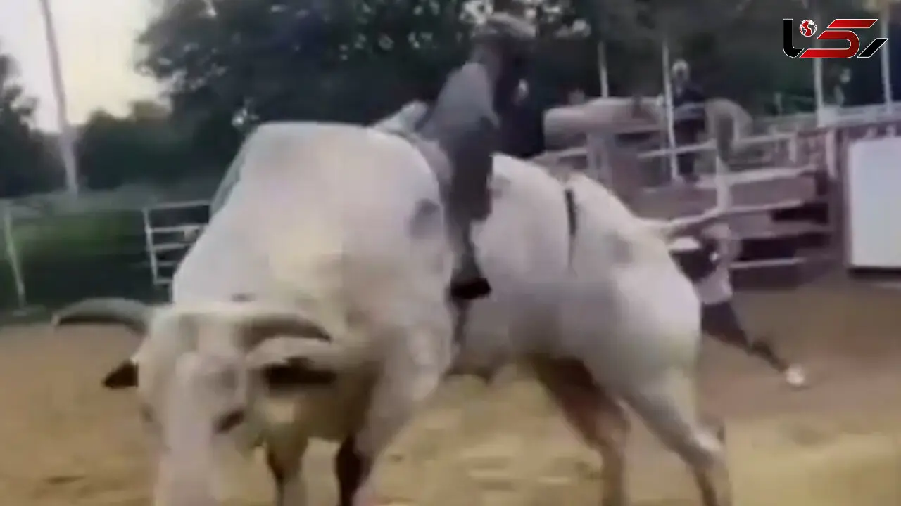 فیلم ضربات مرگبار گاو به سوارکار