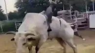 فیلم ضربات مرگبار گاو به سوارکار