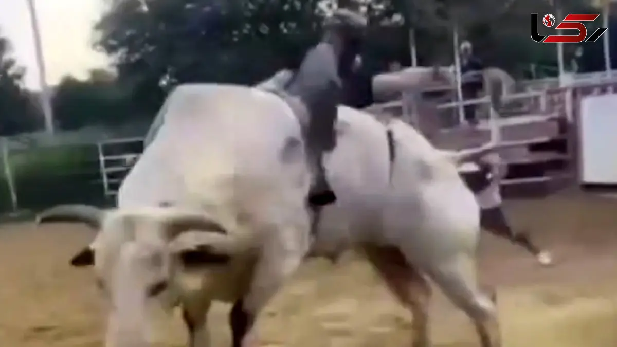 فیلم ضربات مرگبار گاو به سوارکار