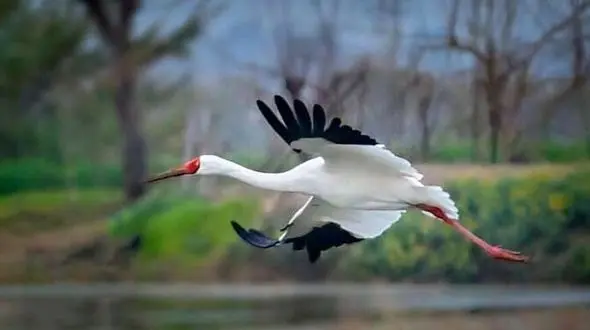  انتقال درنا از بلژیک نمایشی نیست/ احتمال احیای گله غربی درنای سیبری وجود دارد