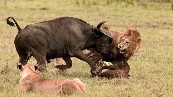 قاتل حیوانات وحشی در آفریقا مشخص شد + فیلم