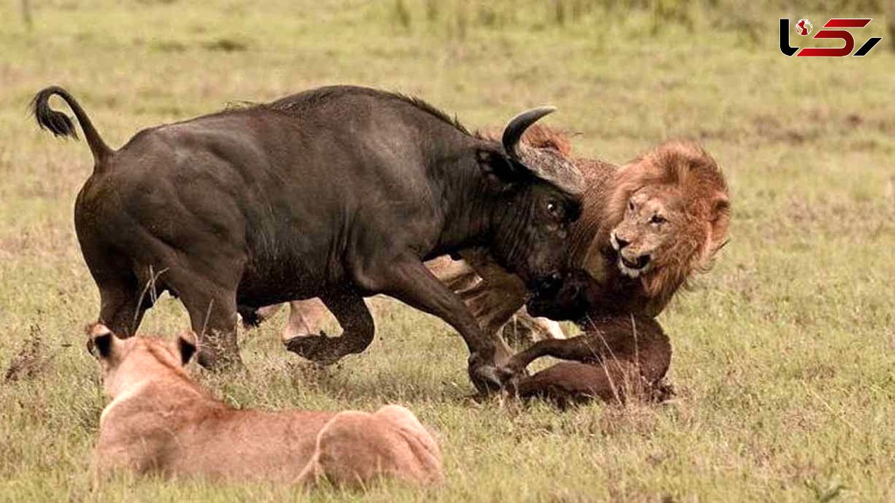 قاتل حیوانات وحشی در آفریقا مشخص شد + فیلم