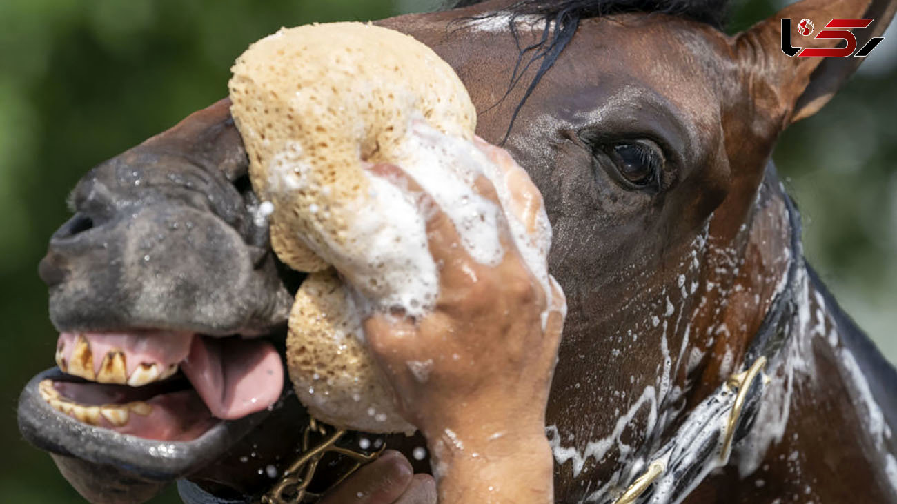 حمام کردن اسب را ببینید + عکس