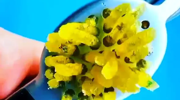 له کردن ژله با استفاده از یک دستگاه + فیلم