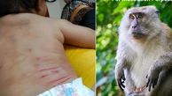 حمله مرگبار میمون به نوزاد ۵ ماهه
