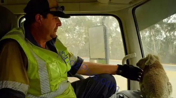 
کشته شدن بیش از نیم میلیارد حیوان در آتش سوزی استرالیا +عکس
