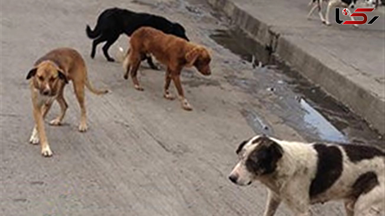 شلیک به سگ در دزفول بخاطر حمله به زن باردار در ترمینال / رییس اداره محیط زیست اذعان کرد