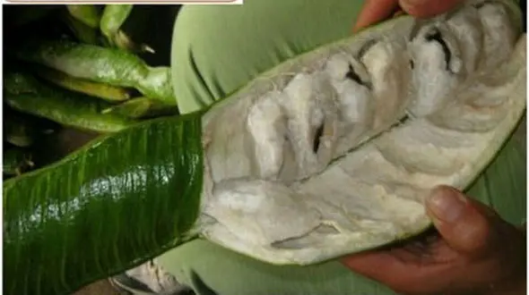 میوه ای با طعم بستنی