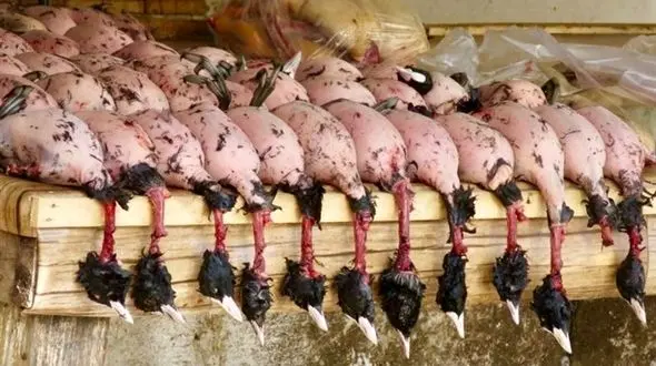 فروش گوشت لاکچری در تهران + تصویر تلخ