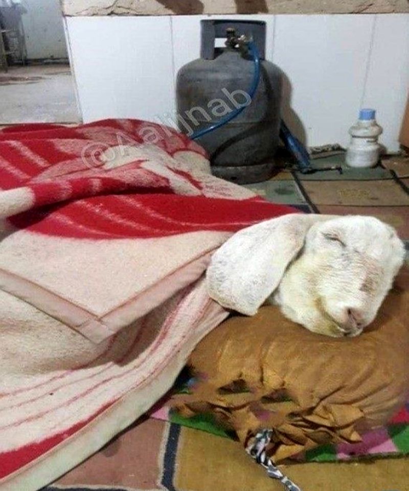 گوسفند