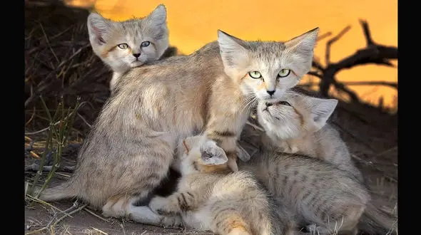  جنجال گزارش گربه شنی و توله هایش ! + فیلم سند رکنا و جوابیه به بی بی سی فارسی !