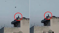 بادکنک بازی یک میمون در پشت بام خانه ای در هند + فیلم