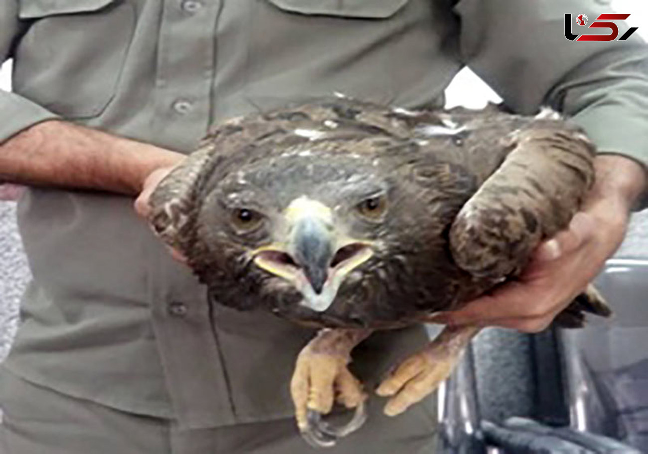 درمان عقاب زخمی در یزد