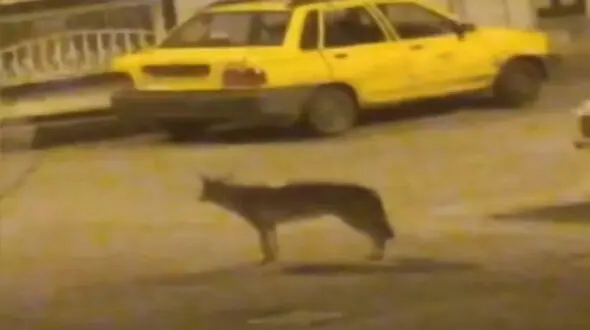 فیلم / ترس زنجانی ها از مشاهده یک گرگ در شهر 