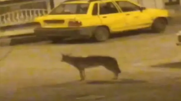 فیلم / ترس زنجانی ها از مشاهده یک گرگ در شهر 