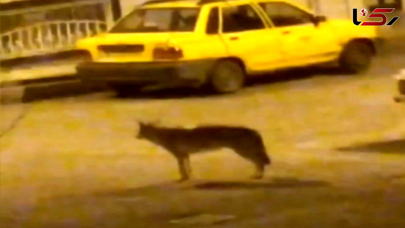 فیلم / ترس زنجانی ها از مشاهده یک گرگ در شهر 