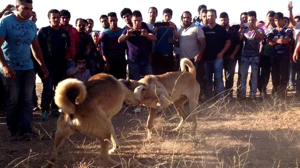 نبرد خونین سگ‌ های گلادیاتور در باغی در کردان+تصاویر
