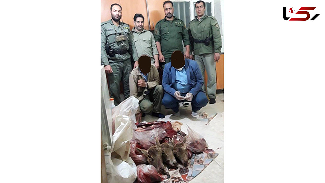 عاملان شکار سه میش وحشی در دماوند دستگیر شدند 