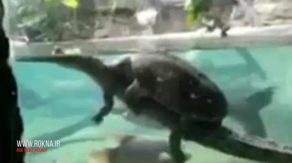 سوسمار سواری هیجان انگیز ! + فیلم