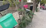 این محله‌ تهران به تصرف پیک‌های موتوری ها در آمده است / خانه ها اکثرا فاقد ایمنی است + فیلم