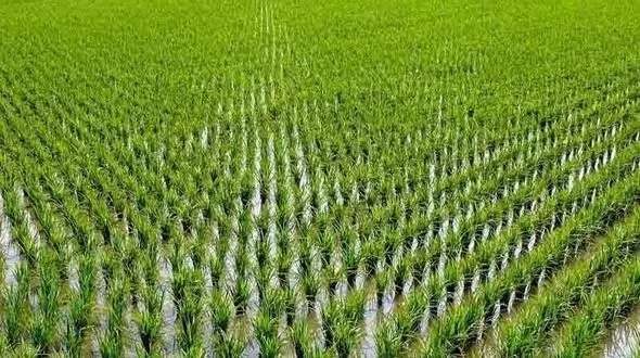 کشت پر ماجرا بلاخره مجوز گرفت!