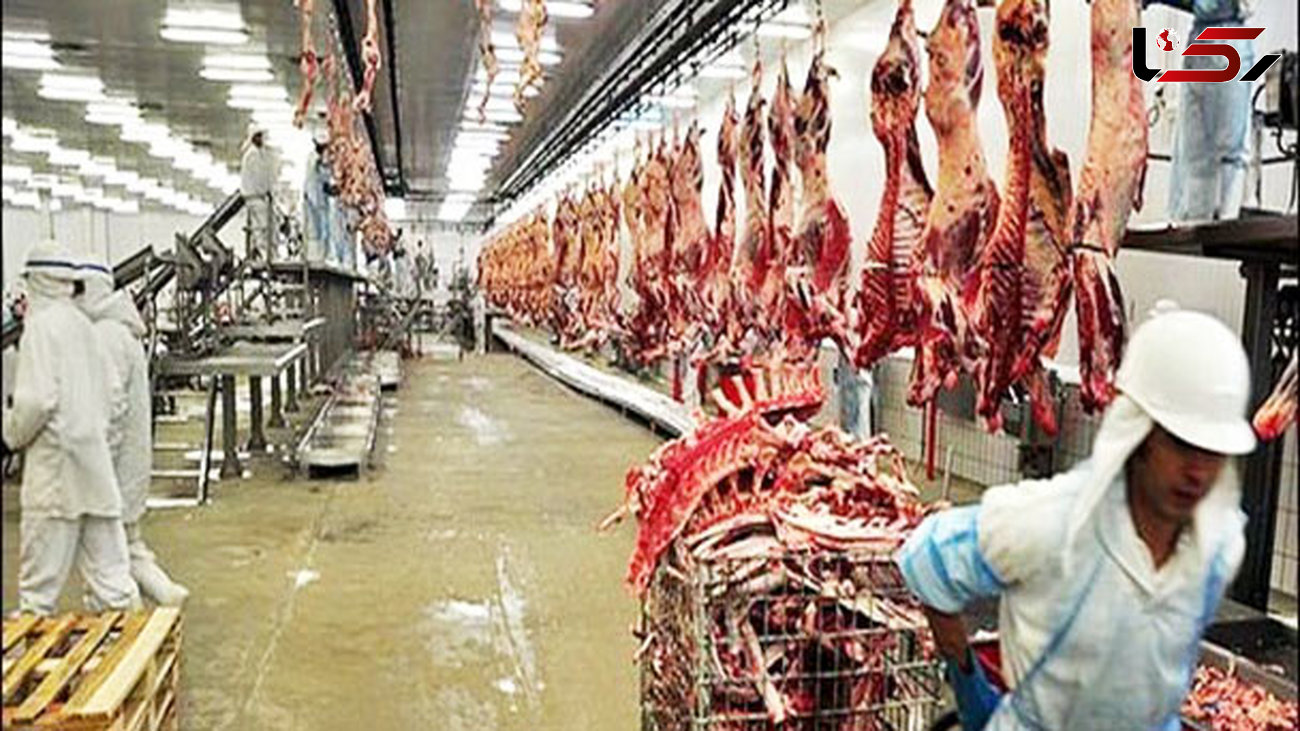 صادرات دام زنده متوقف شد/ کاهش تقاضا در بازار گوشت