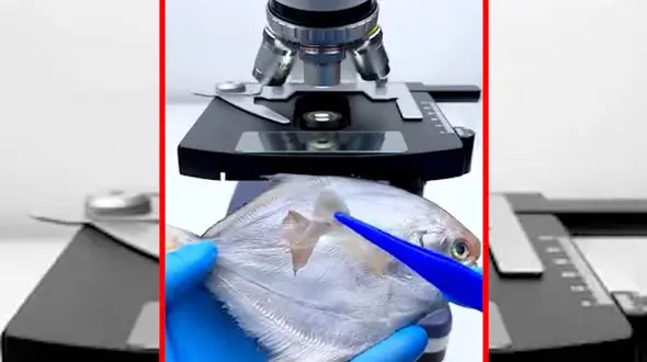 فیلم شگفتی‌های بدن ماهی زیر میکروسکوپ