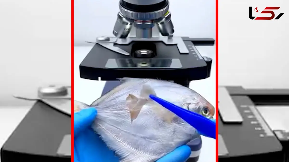 فیلم شگفتی‌های بدن ماهی زیر میکروسکوپ