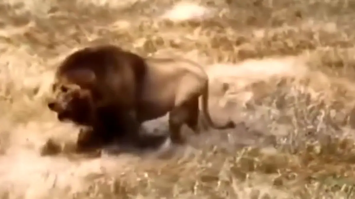 فیلم راه رفتن باشکوه شیر نر در طبیعت وحشی