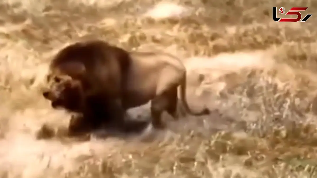 فیلم راه رفتن باشکوه شیر نر در طبیعت وحشی