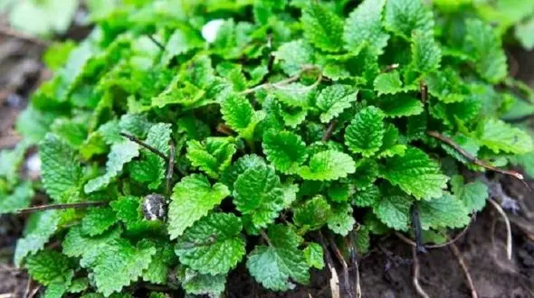 کاهش اضطراب با گیاهی سحرآمیز