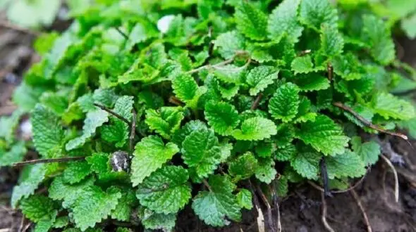 کاهش اضطراب با گیاهی سحرآمیز
