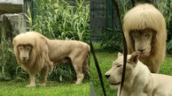 این شیر نر آبروی سلطان جنگل را برد !  + عکس موهای چتری به جای یال و کوپال ! 