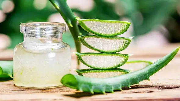 آلوئه ورا: اکسیر جوانی و زیبایی پوست