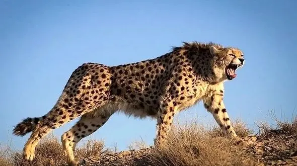 شتاب یوزپلنگ؛ ترکیب شگفت‌انگیز چنگال‌ها، دم و ستون فقرات + فیلم