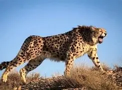 شتاب یوزپلنگ؛ ترکیب شگفت‌انگیز چنگال‌ها، دم و ستون فقرات + فیلم