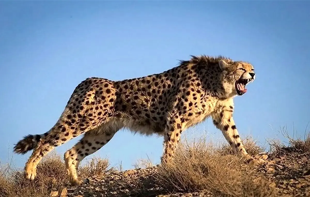 شتاب یوزپلنگ؛ ترکیب شگفت‌انگیز چنگال‌ها، دم و ستون فقرات