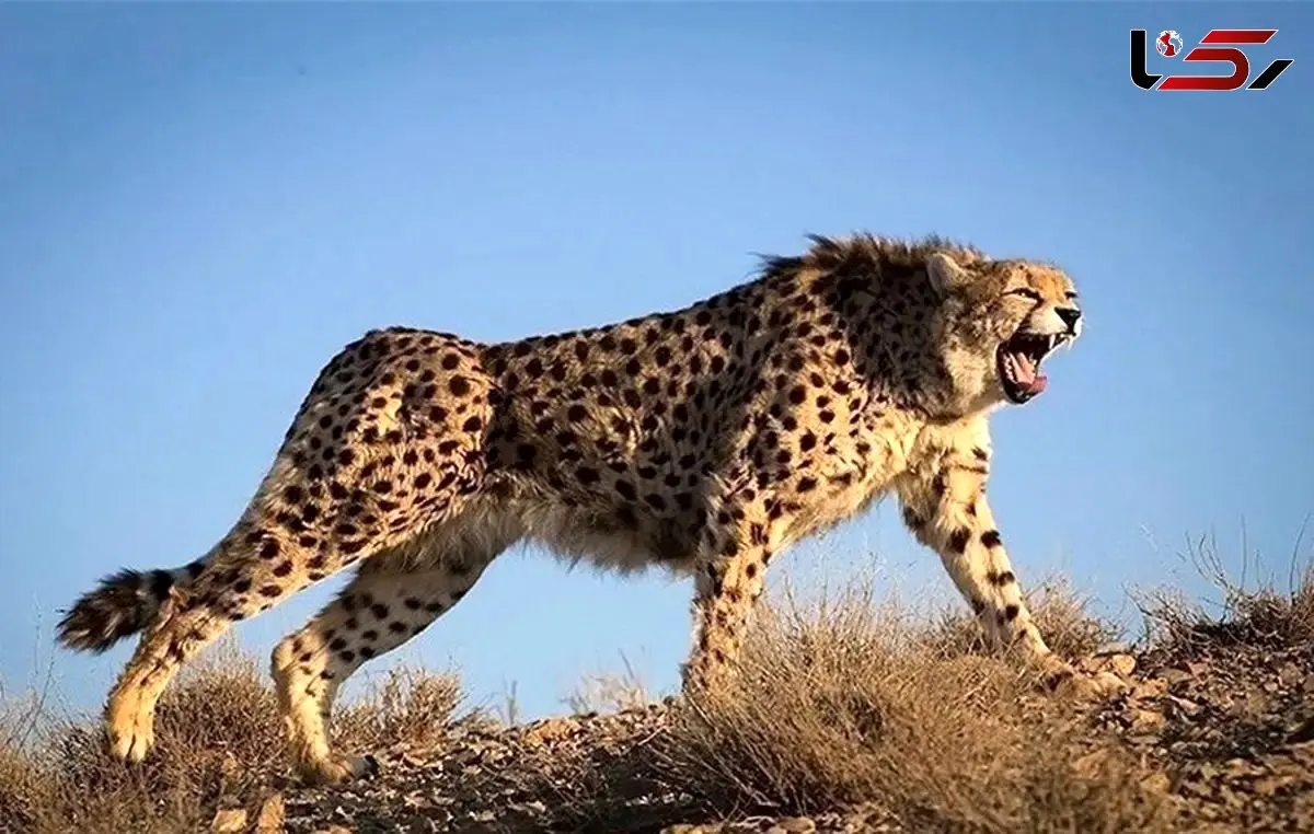 شتاب یوزپلنگ؛ ترکیب شگفت‌انگیز چنگال‌ها، دم و ستون فقرات + فیلم