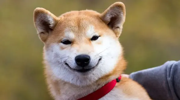  این سگ باید مدال طلا بگیرد !  + فیلم درس انسانیت یک سگ و اقدام زیبایش !