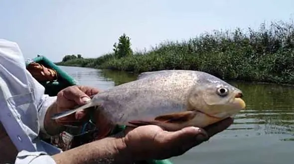مشاهده موجودی خطرناک در تالاب انزلی+ عکس