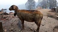 سوختن 30 گوسفند در خلخال بر اثر آتش‌سوزی 