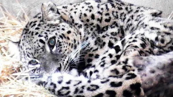 پلنگ رودسر با نصب ردیاب ماهواره ای به زیستگاه خود بازگشت