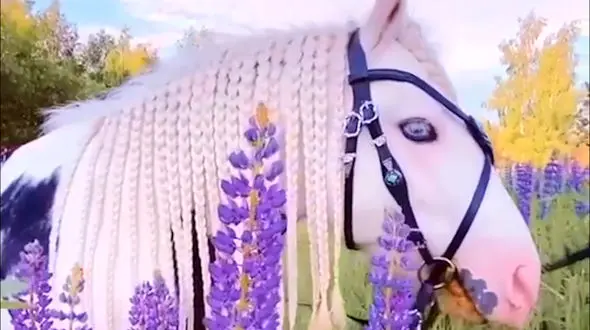 زیباترین اسب را ببینید + فیلم